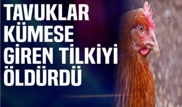 Tavuklar birlik oldu, kümese giren tilkiyi öldürdü