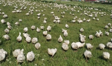 İlter Avşar; Ardahan’ı Kaz’ın Başkenti Yapacağız