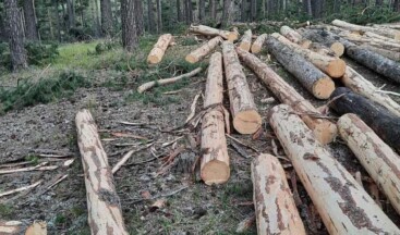 Dernekler, Ardahan’da Yapılan Ağaç Kesimi İçin Harekete Geçiyor