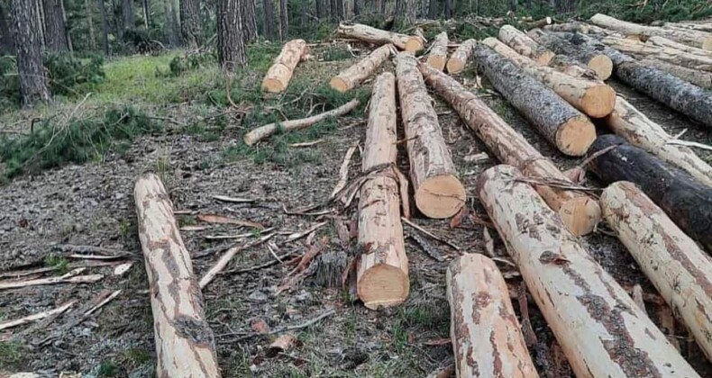 Dernekler, Ardahan’da Yapılan Ağaç Kesimi İçin Harekete Geçiyor