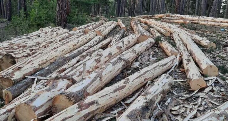 Ardahan Ormanları Tepkilere Rağmen Kesilmeye Devam Etti