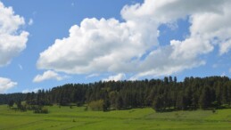 Binlerce Ağaç Biyo-Kütle Santralleri İçin mi Katlediliyor!