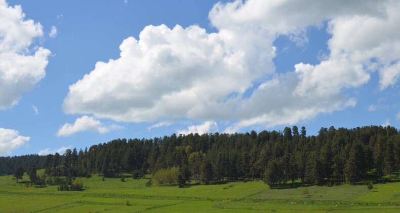 Binlerce Ağaç Biyo-Kütle Santralleri İçin mi Katlediliyor!