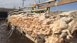 Kars ve Ardahan İllerinde Kaz Kesimi Başladı