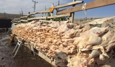 Kars ve Ardahan İllerinde Kaz Kesimi Başladı