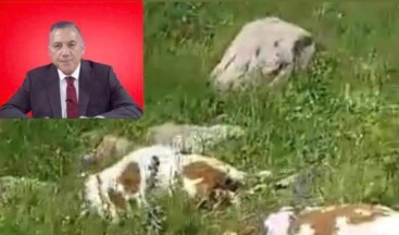 Naif Alibeyoğlu: Hayvan Hastalıkları Araştırma Enstitüsü Kurulmalıdır