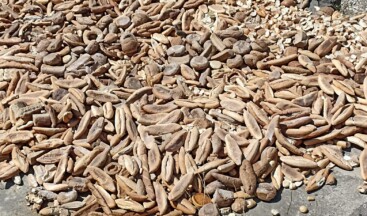 Maltepe’de Ekmeği Sokağa Döktüler