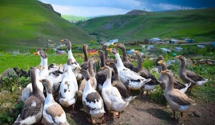 Kars ve Ardahan’da Kaz Kesimi Başladı