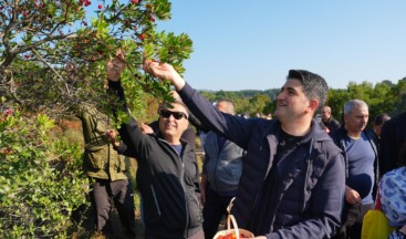 Kayışdağı’ında Dağ Çileği Topladılar