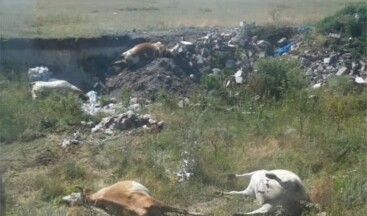 Kars ve Ardahan’da Şap Hastalığı Yayılıyor