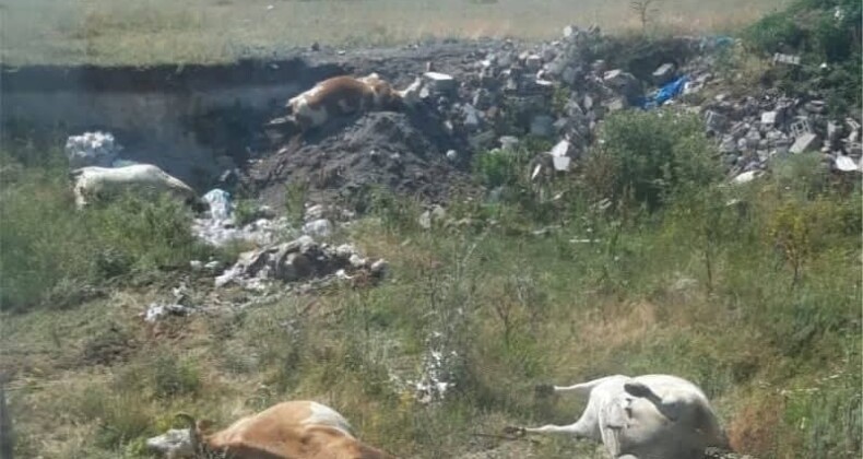 Kars ve Ardahan’da Şap Hastalığı Yayılıyor