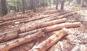 Ardahan Derneklerinden Ağaç Kesimine Tepki