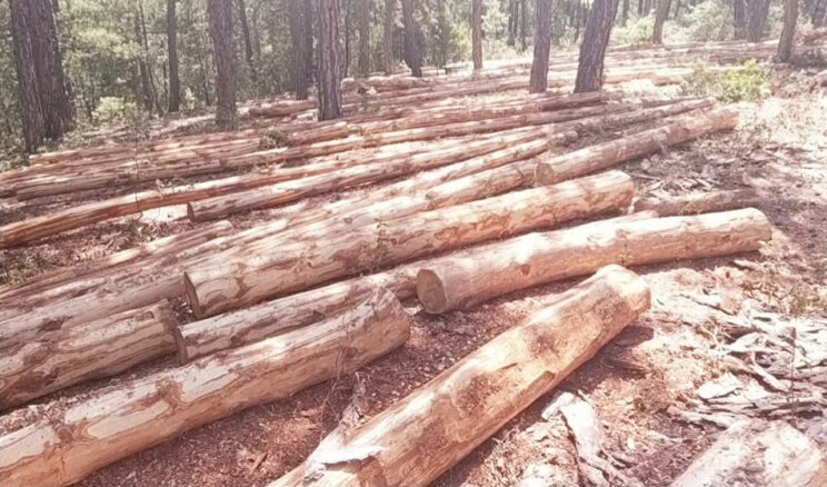 Ardahan Derneklerinden Ağaç Kesimine Tepki
