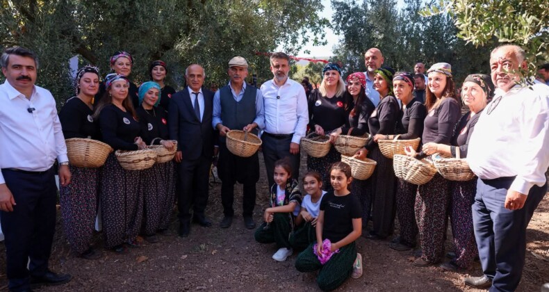 Bursa’nın zeytin mirası Gemlik ve Orhangazi’de yaşatılıyor