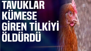 Tavuklar birlik oldu, kümese giren tilkiyi öldürdü