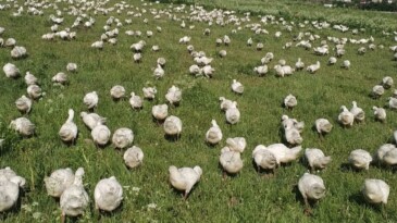 İlter Avşar; Ardahan’ı Kaz’ın Başkenti Yapacağız