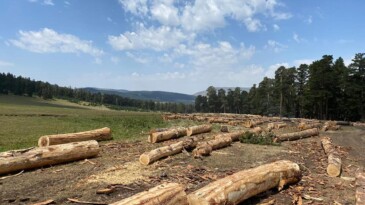 Ardahan’da Yapılan Ağaç Kesimine Kim Dur Diyecek?