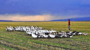 Rusya’dan Kaz ithal mi edilecek?