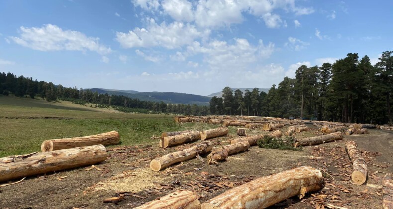 Köprülü Beldesi Karşı Çıktı, Ağaç Kesimi Şimdilik Durdu