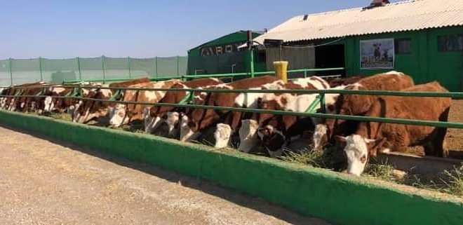Kars’ta Yüksek Hayvancılık Potansiyeli