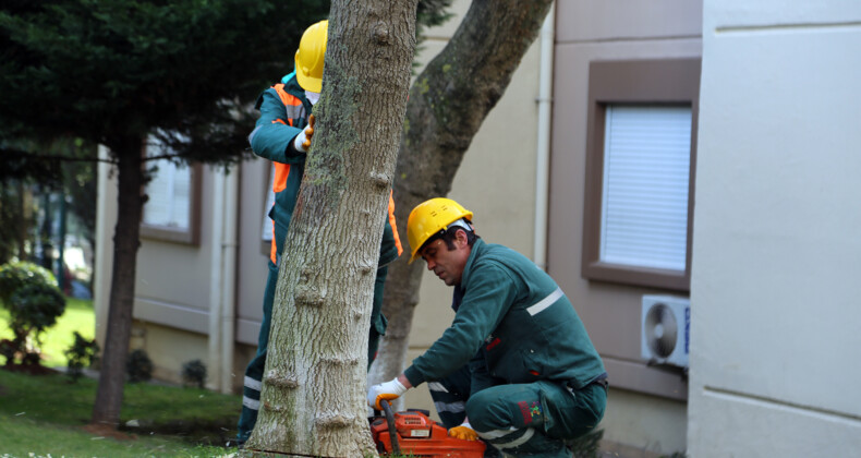 Ataşehir’de Turunçgil Uzun Antenli Böceği İle Mücadele