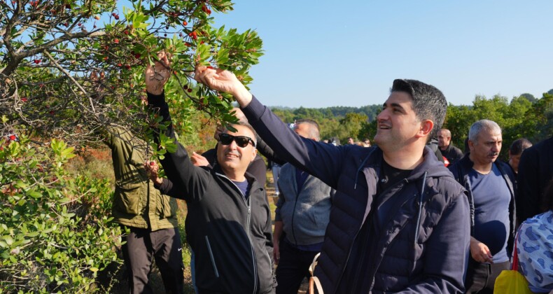 Kayışdağı’ında Dağ Çileği Topladılar