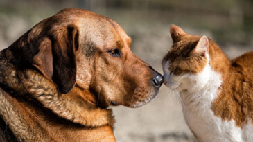 Ataşehir Belediyesi’nden “Satın Alma, Sahiplen” Etkinliği