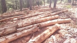 Ardahan Derneklerinden Ağaç Kesimine Tepki