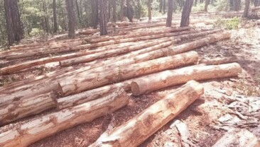 Ardahan Derneklerinden Ağaç Kesimine Tepki