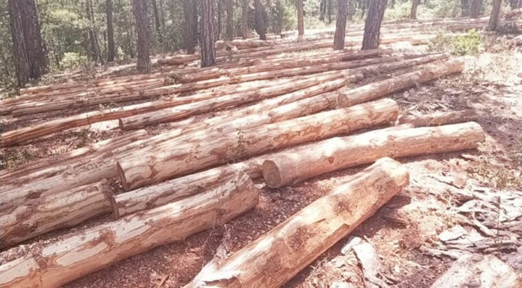 Ardahan Derneklerinden Ağaç Kesimine Tepki