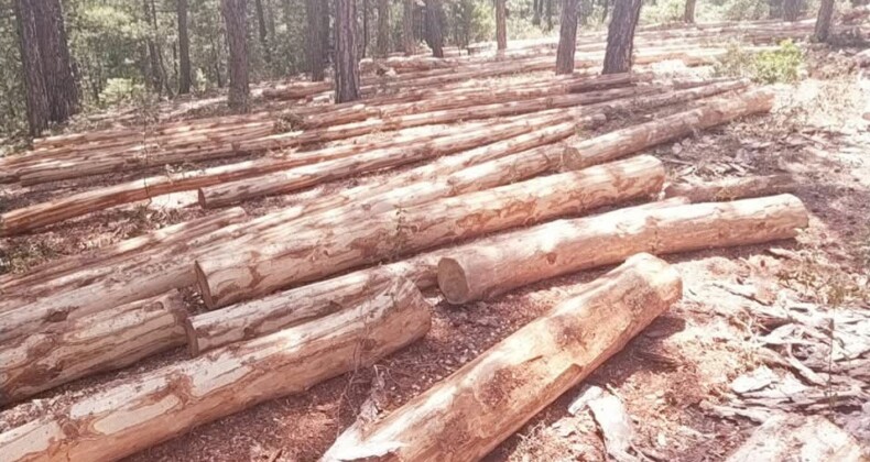 Ardahan Derneklerinden Ağaç Kesimine Tepki