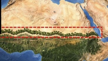 Afrika Sahra Çölü’nde Büyük Yeşil Duvar