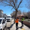 Ardahan Belediye Ekipleri Ağaç Budama Çalışması