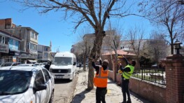 Ardahan Belediye Ekipleri Ağaç Budama Çalışması