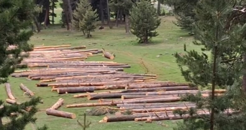 Köprülü Derneği’nden Ağaç Kesimine Tepki